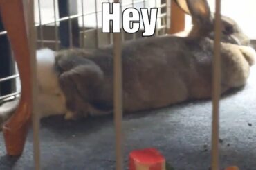 This Is How A Bunny Likes To Relax