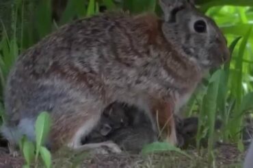 Rabbit feeding its young Baby Bunnies in the wild