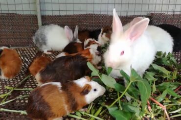 Rabbit - Rabbit Eating Vegetable - Funny Baby Bunny Rabbit Videos #2 - Cute Rabbits Compilation 2020