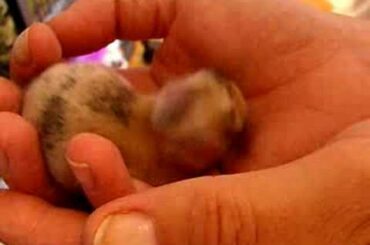 baby bunny- a few days old
