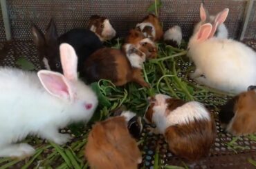 Rabbit Eating Vegetable - Rabbit Eating - Funny and Cute Baby Rabbit Videos Compilation - Rabbit