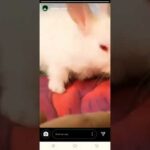 Sumedh Mudgalkar playing with cute rabbit// status //Radhakrishna// cute moments on set❤