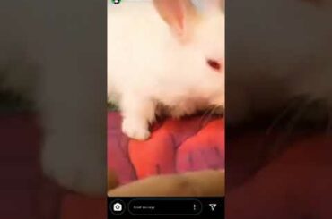 Sumedh Mudgalkar playing with cute rabbit// status //Radhakrishna// cute moments on set❤