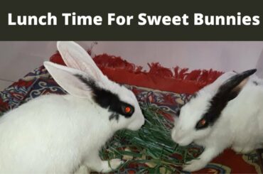 First Video of Two Rescued Rabbit Brothers Eating| Cute Moments of Baby Rabbits