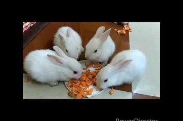 Sweet baby bunnies eating 🥕❤️😍#21 days
