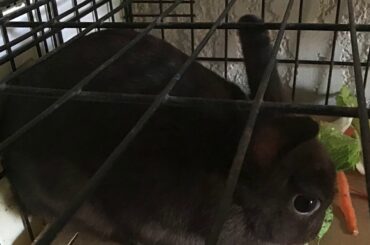 Showing pictures of my cute bunny