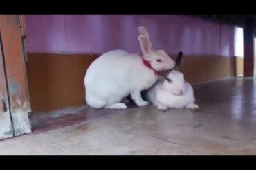 Very  cute  rabbit  vedio🤗🤗