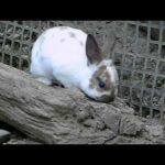 #02 Cute baby Domestic Rabbit.かわいいカイウサギの赤ちゃん。