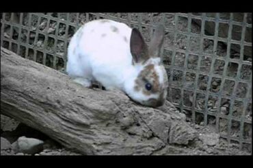 #02 Cute baby Domestic Rabbit.かわいいカイウサギの赤ちゃん。