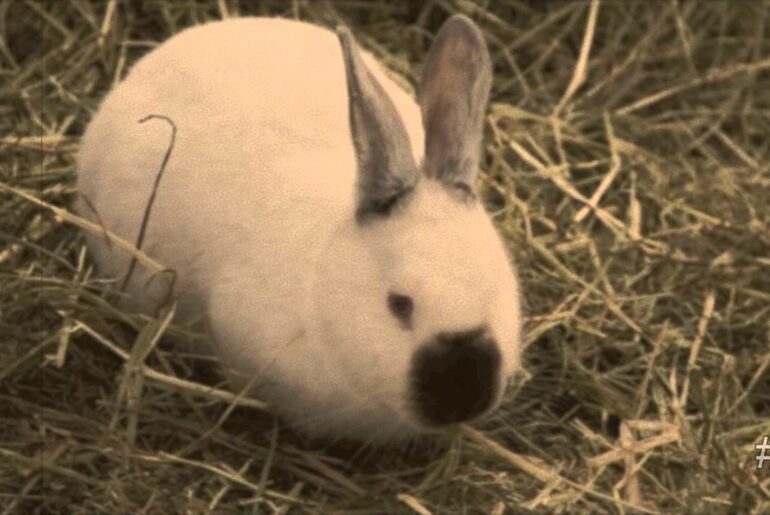 World's Cutest Animals - Californian Rabbit