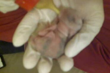 Feeding Baby-Rabbit