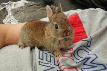 Baby brown bunny trying to get a comfortable position to rest.