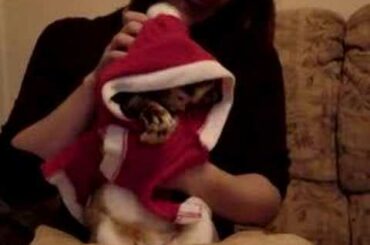 Christmas Baby Bunny Rabbit