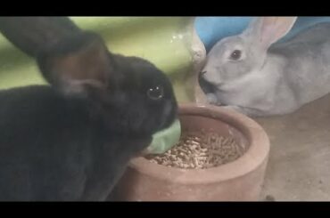 Cute Rabbit 63 Days Old