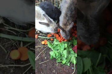 Blackie the bunny is born :)