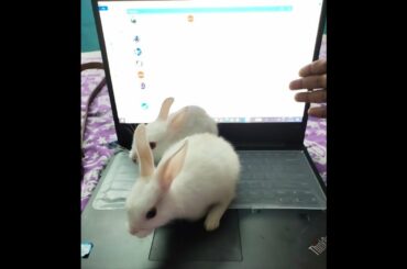 FUNNY AND CUTE BABY BUNNY-RABBIT-खरगोश-BUNNY-CUTE ANIMAL RABBITS AS PETS VIDEO-INDIAN RABBIT