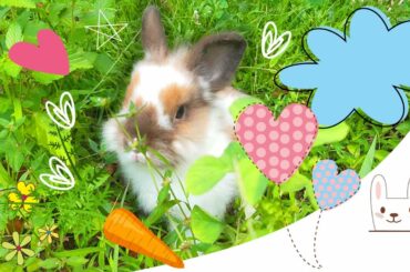 Cute Bunny || My Lion Head Bunny