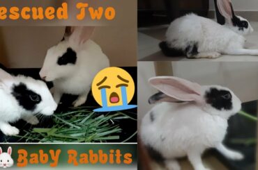 Fun Time for Rescued Bunnies|Cute Bunny Moments|Cute Rabbits