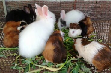 Cute Baby Rabbit Eating Vegetable - Rabbit Eating - Rabbit Videos - Cute Rabbits 2020 - Rabbit