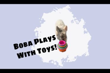 Boba Plays With Toys! Cute, Funny, Bunny Play Compilation!