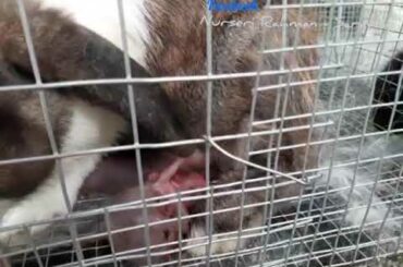 Ibu Arnab Melahirkan 5 Bunny Comel (Mother Rabbit Giving Birth To 5 Cute Bunny)