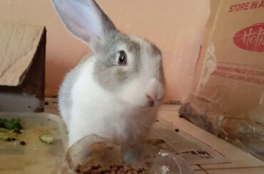 Cute baby rabbit eating!