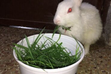 Cute baby rabbit eating grass🥰😍so cutes
