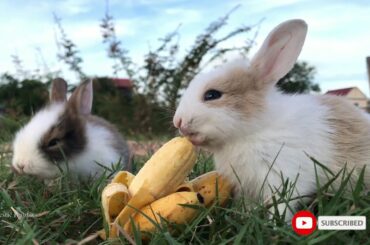 Baby Bunny Rabbits Eating Banana