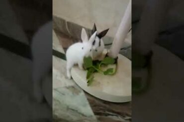 My cute rabbits