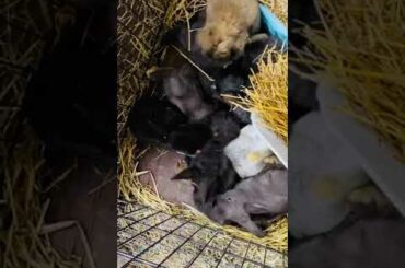 Baby Bunnies licking their lips after being fed ❤️🥕