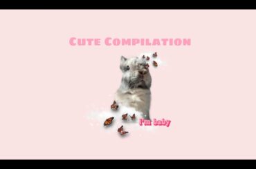 Cute Compilation! Funny, Cute, Boba The Bunny Videos!