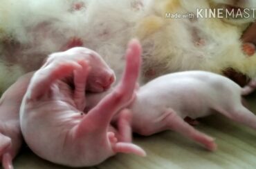 Cutest baby rabbits