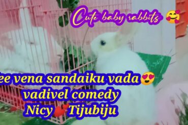 Cute baby rabbits 🥰 Tamil comedy status🥰Vadivel comedy🥰 rabbits funny videos 🥰muyalkutti