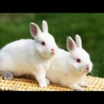 Beautiful Baby Rabbits In the World | Most Funny and Cutest Baby Rabbits Video Compilation