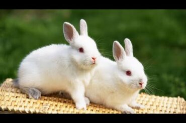 Beautiful Baby Rabbits In the World | Most Funny and Cutest Baby Rabbits Video Compilation