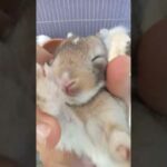 Baby Bunny Sleeping [So Cute]