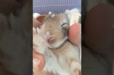 Baby Bunny Sleeping [So Cute]
