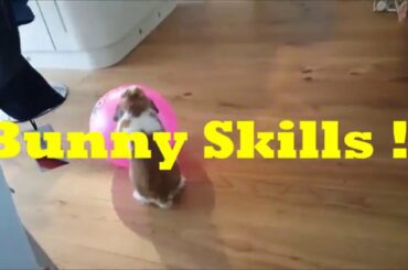 Cute Bunny Playing Football