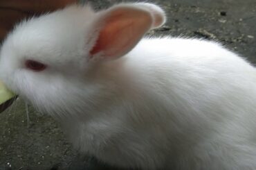 Cute Baby Bunny / Try to Eat Guava
