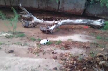 Rabbit Grazing in open area l Cute Bunny