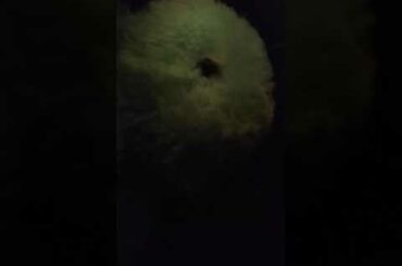 Cute. Bunny   and. Bunny. Dog