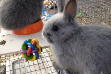 Baby Bunnies Grow Up! | Litter #9