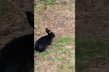 I found this cute bunny😘😘🤗