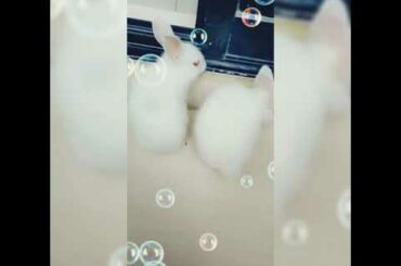 Two Baby Rabbit are playing