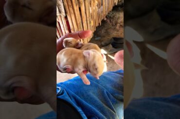 My Cute Rabbit Just Born So Love Them
