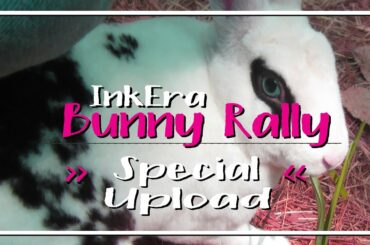 ✪ Cute Bunny Rally Play Day  - Special Upload ✪