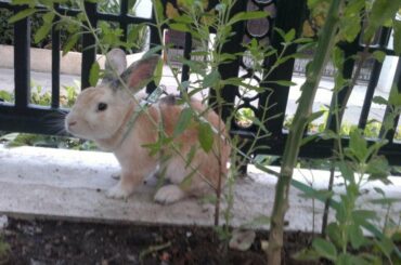 My Cute Bunny Rabbit Eating Veggies