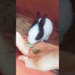 Cute bunny eating radish's leaves