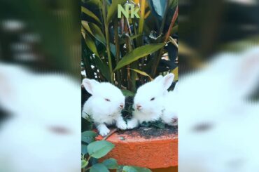 Cute rabbit 🐰 || funny rabbit's || nature video