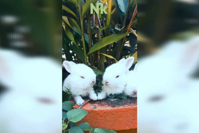 Cute rabbit 🐰 || funny rabbit's || nature video